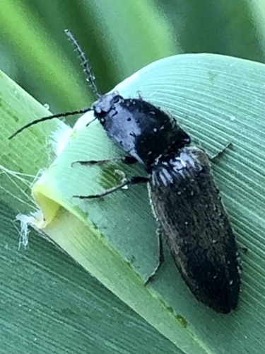Hemicrepidius niger