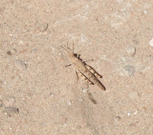 Cream Grasshopper