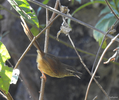 Prinia superciliaris