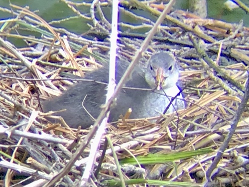 Eurasian Coot