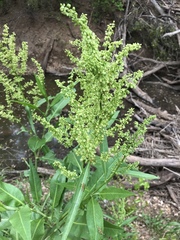 Rumex altissimus