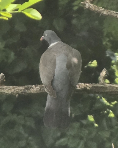 Common Wood-Pigeon