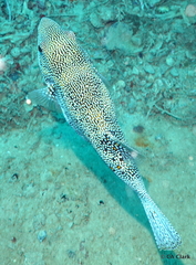 Arothron caeruleopunctatus