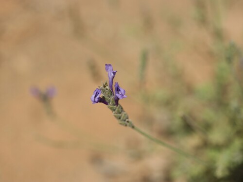 Lavandula mairei