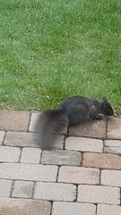 Sciurus carolinensis