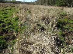 Calamagrostis epigejos