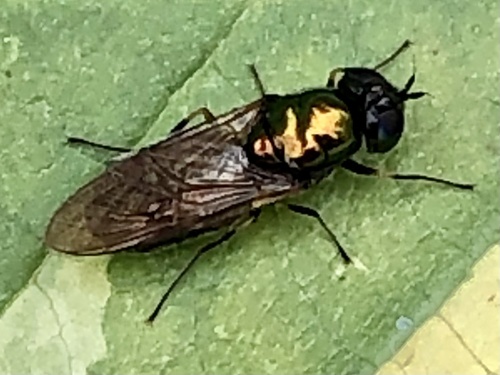Broad Centurion Fly
