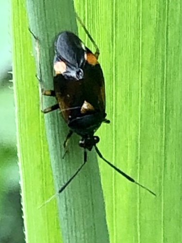 red-spotted plant bug