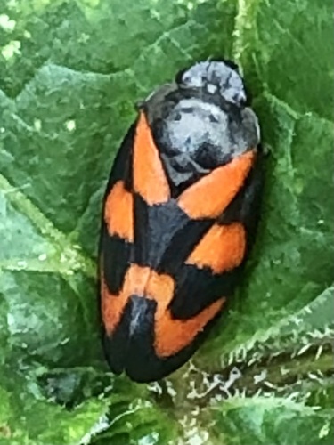Common Froghopper