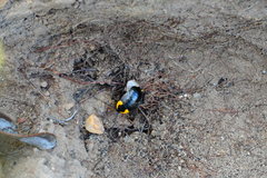 Pseudoderopeltis albilatera