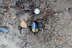 Pseudoderopeltis albilatera