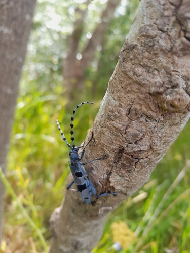 Alpine longhorn Rosalia