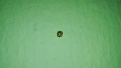 Charidotis auroguttata