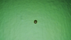 Charidotis auroguttata