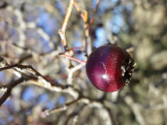 Crataegus ambigua