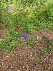 Muscari comosum