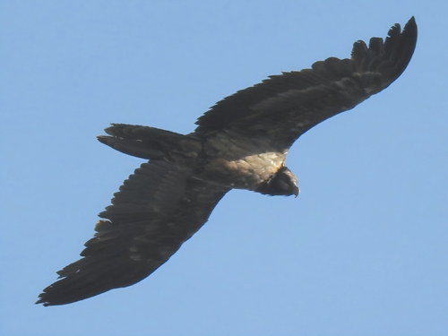 African Bearded Vulture