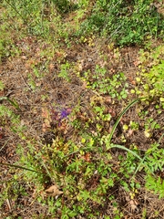 Muscari comosum