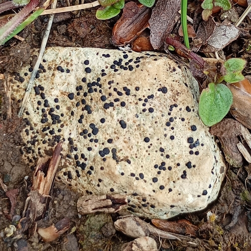 Frosted Grain-spored Lichen