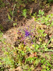 Muscari comosum