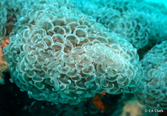 Fimbriaphyllia ancora