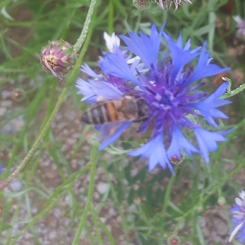 Western Honey Bee