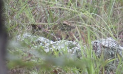 Caprimulgus vexillarius