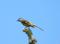 Pericrocotus ethologus