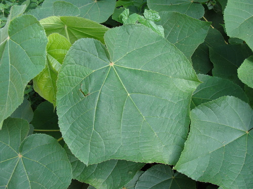 Dombeya × cayeuxii