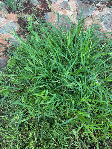 Jungle Rice