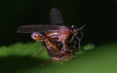 Empis trigramma