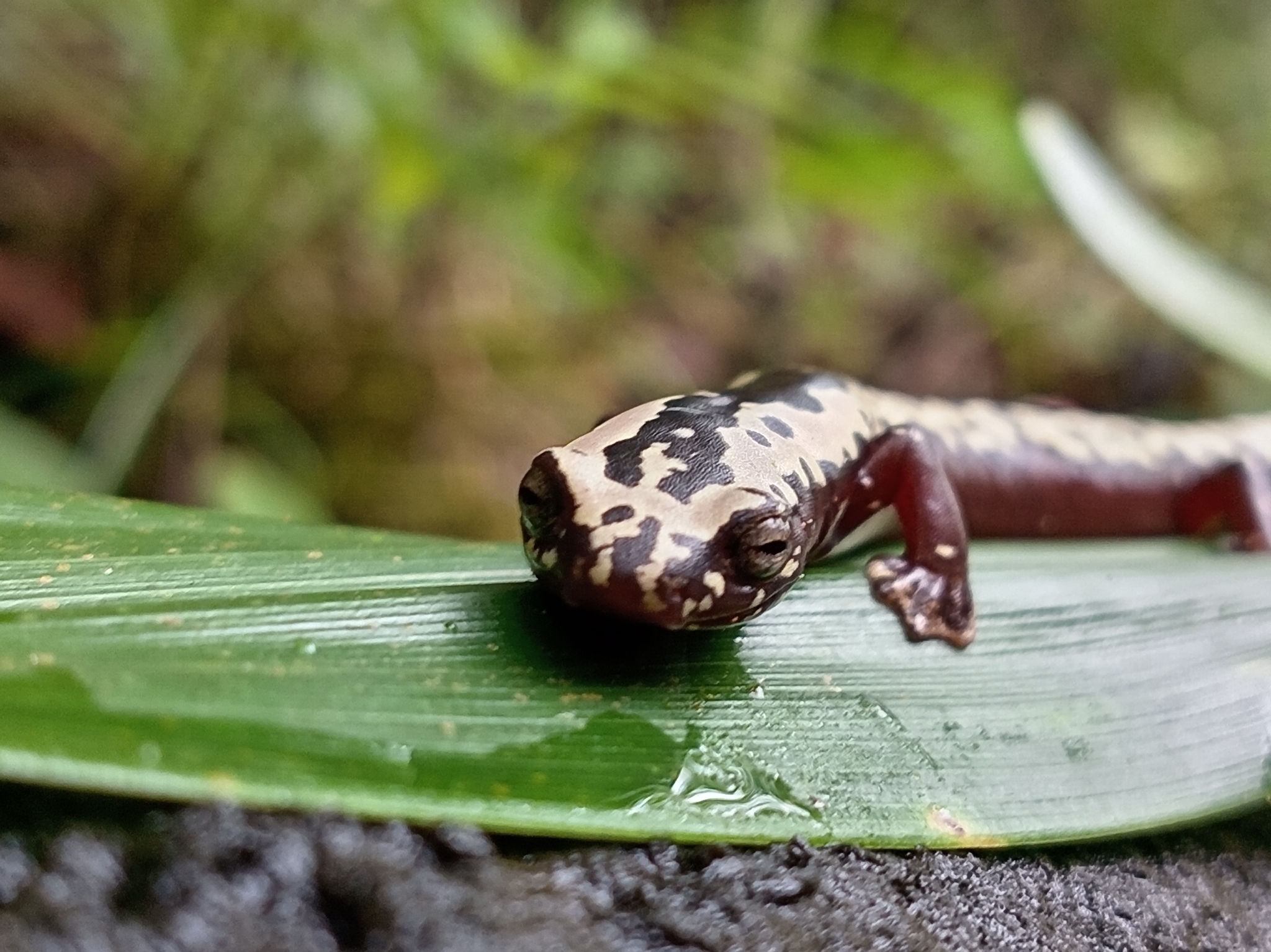 O'donnell's Salamander photo 3