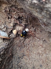 Pseudoderopeltis albilatera