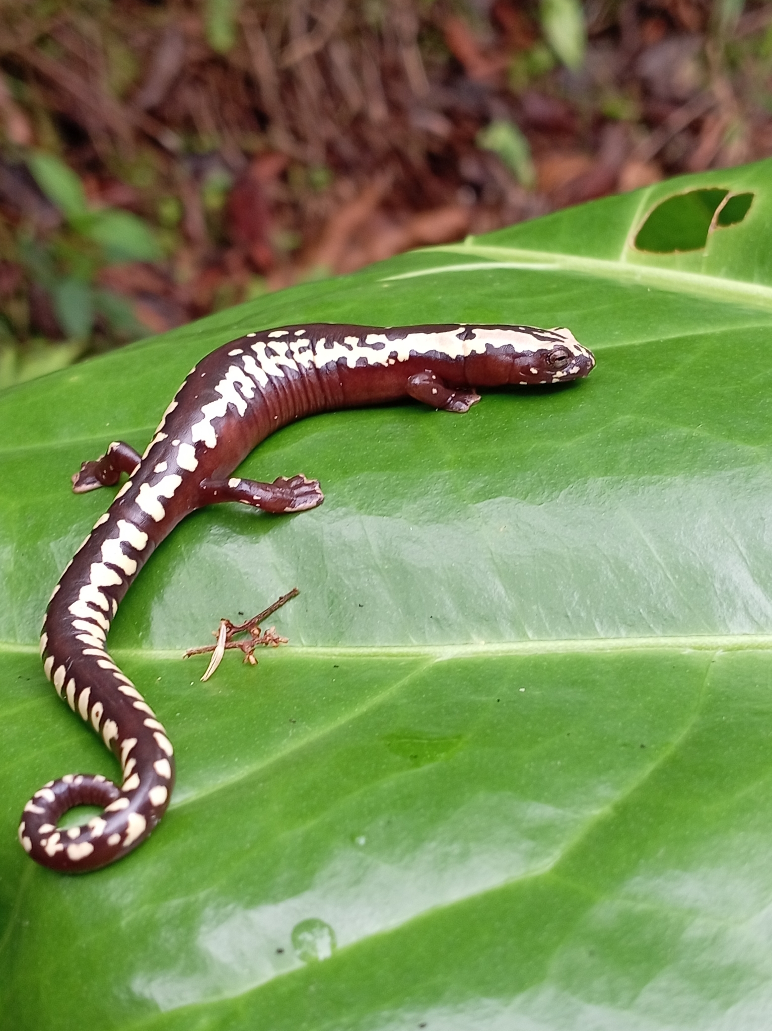 O'donnell's Salamander photo 4
