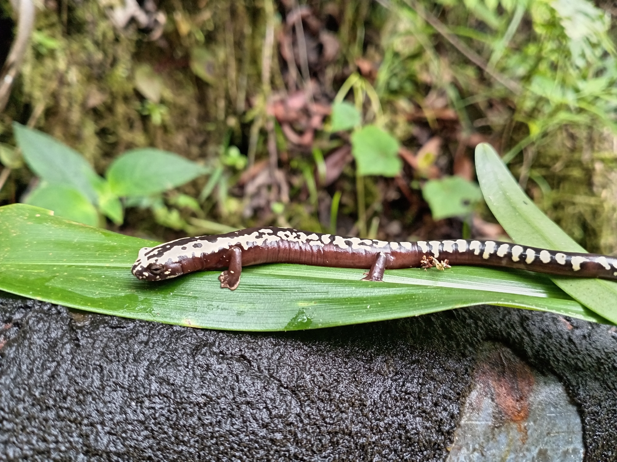 O'donnell's Salamander photo 5