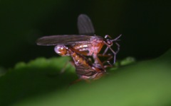 Empis trigramma