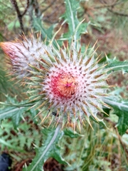 Cirsium ehrenbergii, photograph (c) Manuel Nicolás Madrigal Pérez, some rights reserved (CC BY)