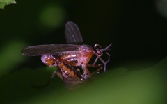 Empis trigramma
