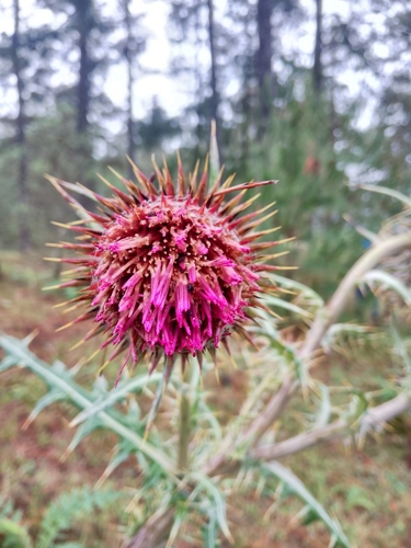 Cirsium ehrenbergii, photograph 3