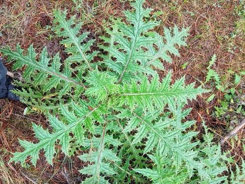 Cirsium ehrenbergii, photograph 4