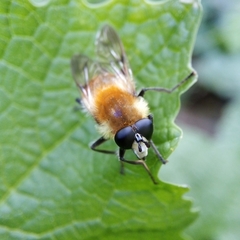 Criorhina floccosa