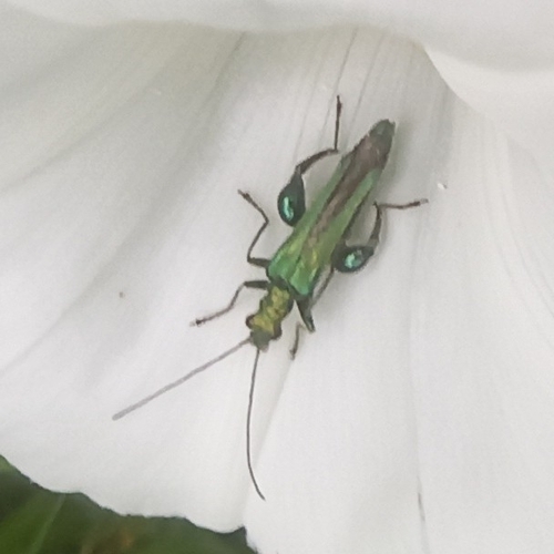 Thick-legged Flower Beetle