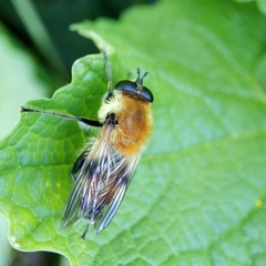 Criorhina floccosa