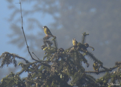 Chloris ambigua