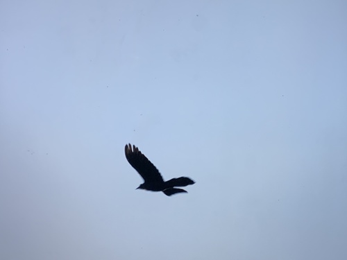 Chihuahuan Raven