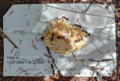 Tetramorium frigidum