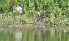 Paragallinula angulata