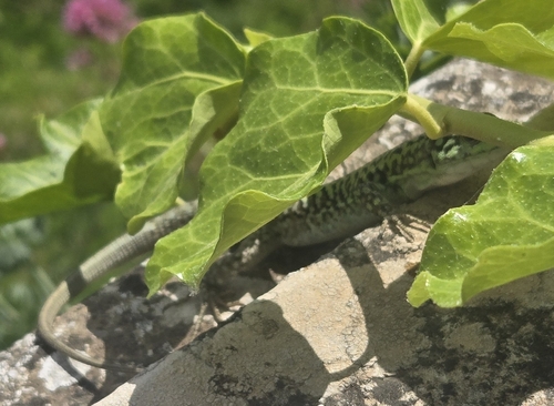 Italian Wall Lizard