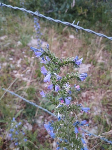 viper's-bugloss