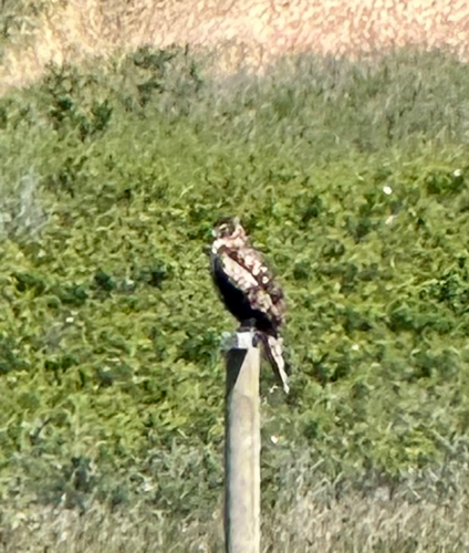 Northern Harrier
